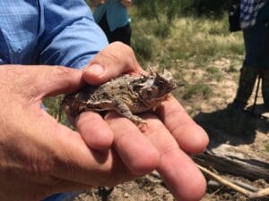 Horned Lizards are Headed Back Out on the Range
