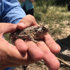 Horned Lizards are Headed Back Out on the Range