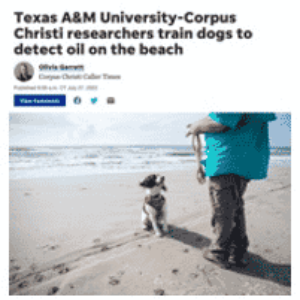 Texas A&M University-Corpus Christi researchers train dogs to detect oil on the beach