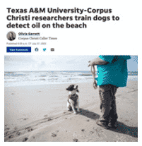 are dogs allowed at the beach in corpus christi texas