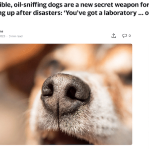 Incredible, oil-sniffing dogs are a new secret weapon for cleaning up after disasters: ‘You’ve got a laboratory … on four legs’