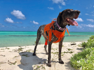 A Dog Named Pena Helps Iguanas