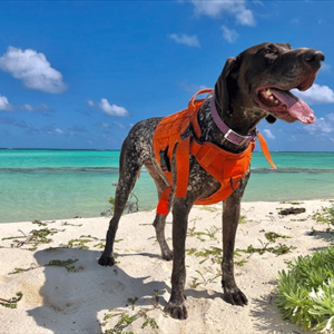 A Dog Named Pena Helps Iguanas